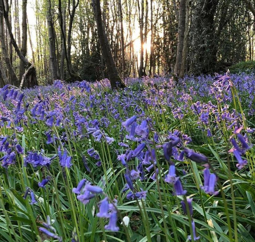 Bluebells Appartement Rye Buitenkant foto